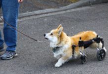 Things-You-Need-To-Know-About-Dog-Wheelchairs-on-servicetrending