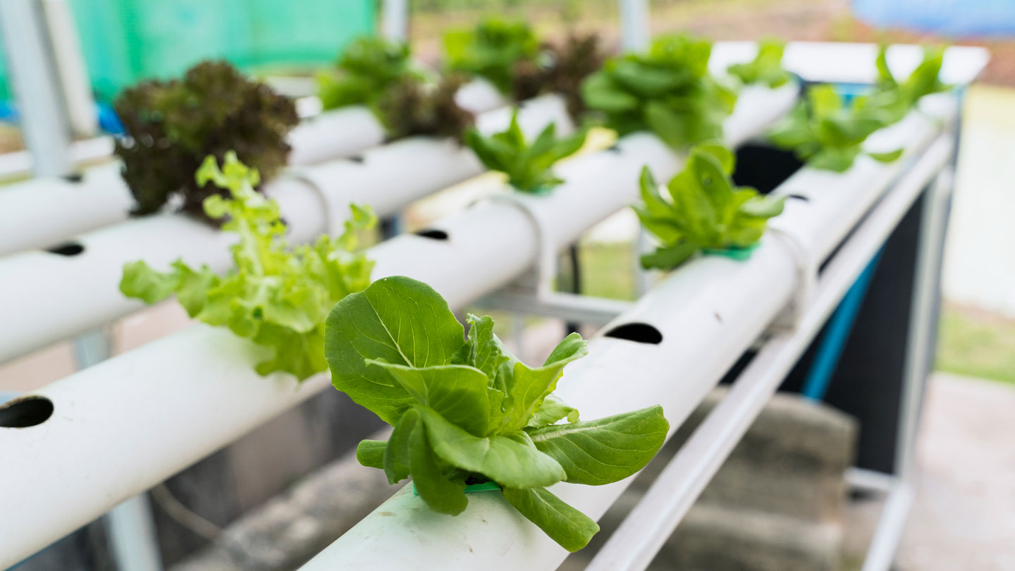 Basil Bliss: Nurturing Hydroponic Growth for Flavorful Results