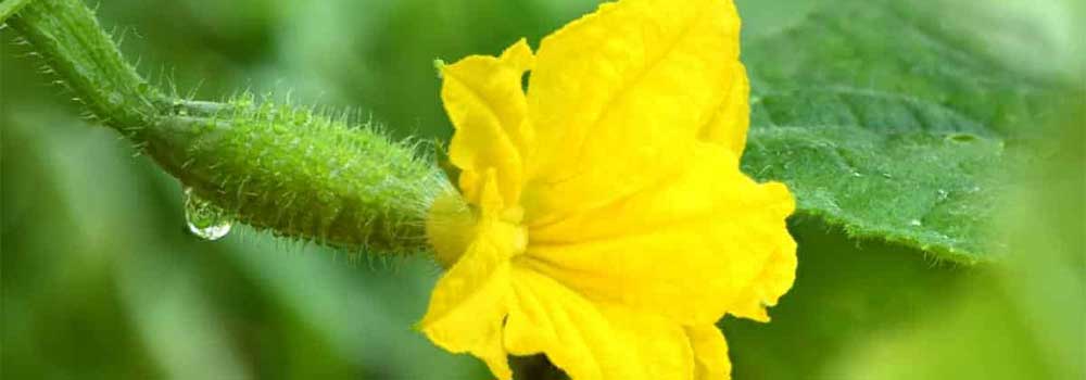 Do Cucumbers Need Pollination? The Secrets Are Unraveled | Service Trending