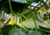 Do-Cucumbers-Need-Pollination-The-Secrets-Are-Unraveled-on-servicetrending