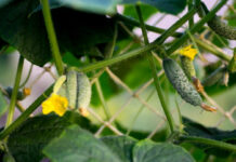 Do-Cucumbers-Need-Pollination-The-Secrets-Are-Unraveled-on-servicetrending