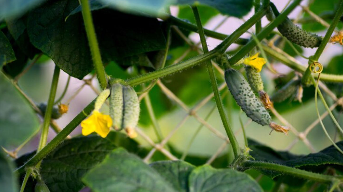 Do Cucumbers Need Pollination? The Secrets Are Unraveled